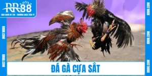 Đá Gà Cựa Sắt RR88 – So Tài Quyết Liệt, Cược Đã Tay